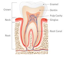 model of inner tooth I root canals moline il
